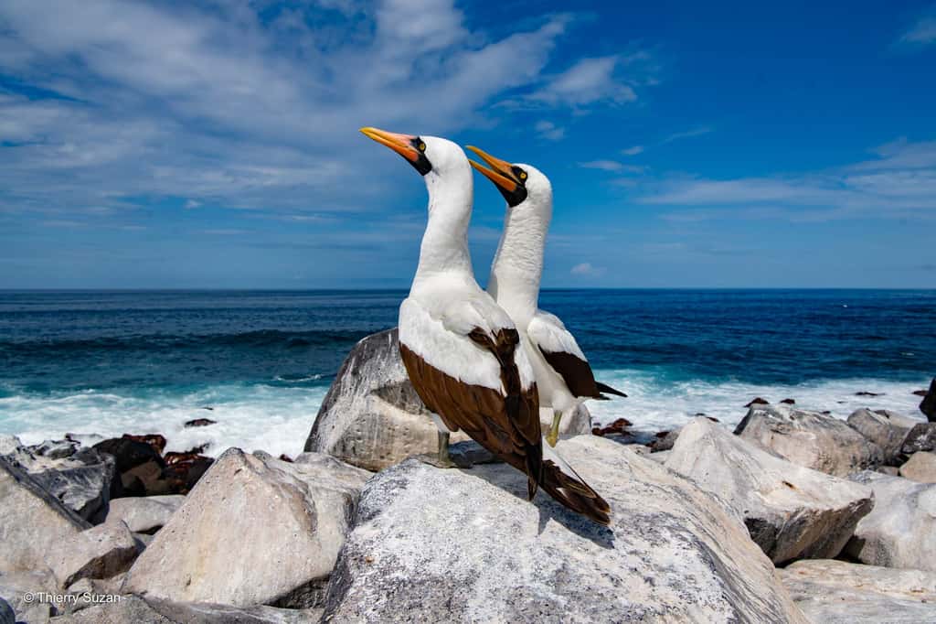 Les fous masqués de l'île Española, célèbres pour leur danse nuptiale, sont un spectacle fascinant de l'archipel des Galápagos. Ces oiseaux aux plumes blanches et noires se retrouvent sur les plages et les falaises de l'île, où ils mènent leurs rituels de séduction. Fous masqués, Española © Thierry Suzan – Tous droits réservés